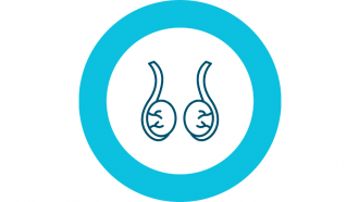 Icono de línea azul de dos testículos