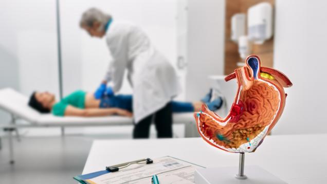en primer plano modelo sintético aparato digestivo sobre mesa y al fondo médico palpa estómago a paciente tumbado en camilla