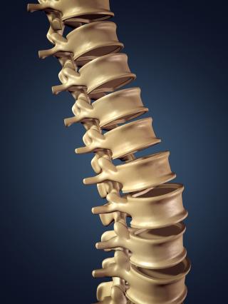 Columna vertebral